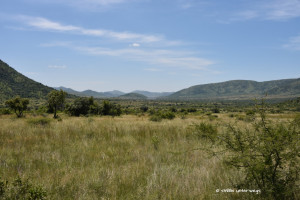 Im Pilanesberg National Reserve