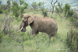 Grosser Elefantenbulle