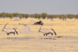 Einhörnriger Oryx und Elefantenkadaver