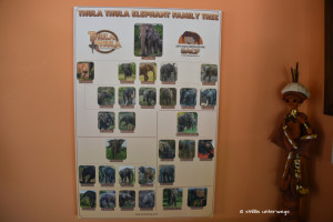 Die Elefantenfamilie auf Thula Thula
