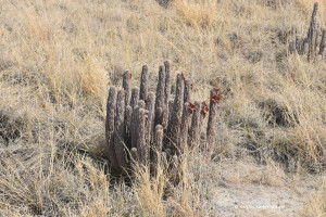 Verblühter Kaktus