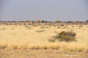 Trockene Kalahari