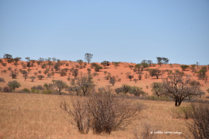 Rote Dünen der Kalahari
