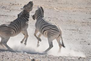 Auch bei den Zebras ist Paarungszeit
