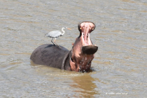 Hippo und Graureiher
