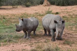 White Rhino oder Breitmaulnashorn