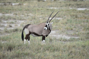 Spiessbock oder Oryx