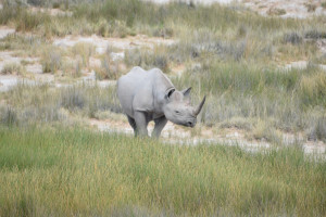 Black Rhino oder Spitzmaulnashorn