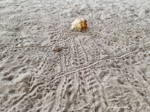 Filigrane Spuren im Sand