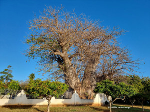 Riesiger Baobab