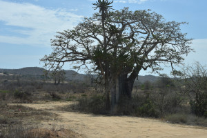 Baobab und Palme