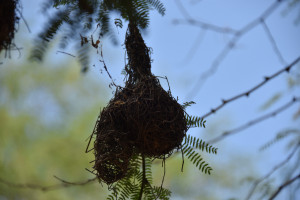 Nest eines Webervogels
