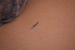 Sahara-Krokodil