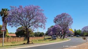 Blühende Jacaranda