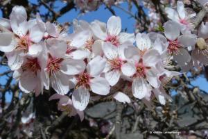 Weisse Mandelblüten