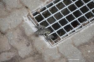 Nilwaran in Gefangenschaft