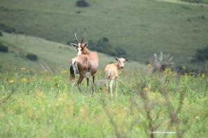 Blessbock mit Nachwuchs