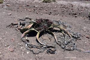 Weibliche Welwitschia