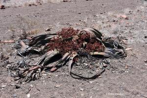 Männliche Welwitwchia