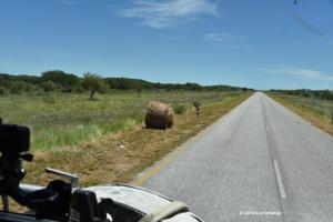Heuballen am Strassenrand
