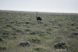 Strauss mit Nachwuchs