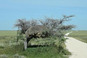 Altes Siedlerwebernest