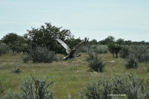 Riesentrappe im Flug