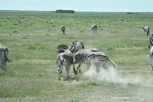 Spielerisch kämpfende Zebras