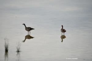 Spieglein,  Spieglein im See ...
