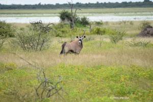 Oryxantilope / Spiessbock
