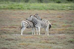 Ruhen auf "zebrisch" 