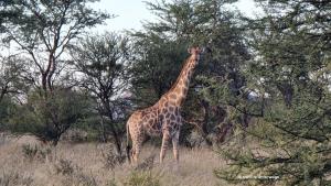 Schwangere Giraffe