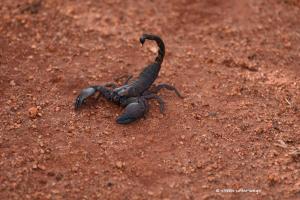 Drohender Skorpion
