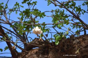 Blüte des Baobab