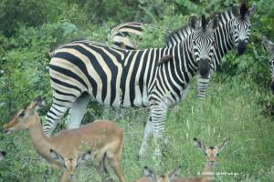 Streifen über Streifen