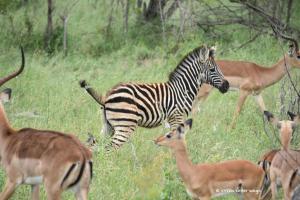 Junges Zebra und Impalas