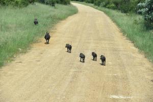 Warzenschweine auf der Flucht