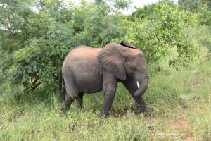 Jugentlicher Elefant