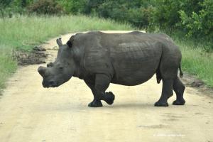 Mit Nase, ohne Hörner