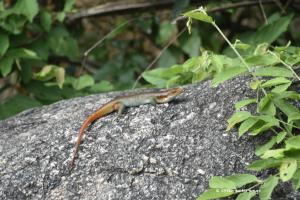 Skink