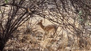 Dikdik