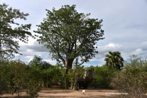 Stellplatz unter dem Baobab