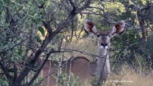 Weibliches Kudu