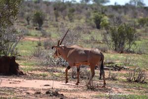 Einhörnriger Oryx