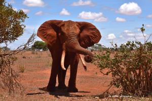 Drohender jugendlicher Elefant