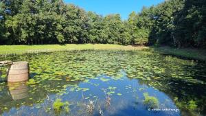Schöner Seerosenteich in Serenity