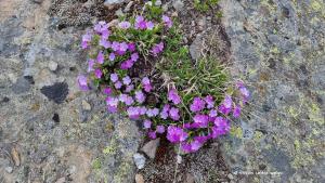 Alpenprimel