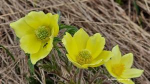 Schwefel-Anemone