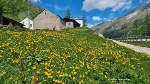 Bergfrühling mit blühendem Löwenzahn