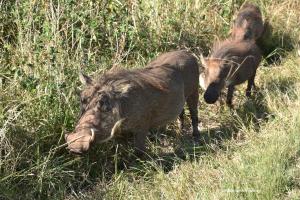 Warthog / Warzenschwein